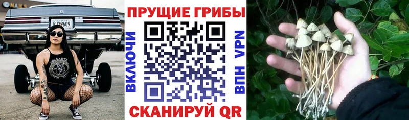 Галлюциногенные грибы MAGIC MUSHROOMS Богородицк